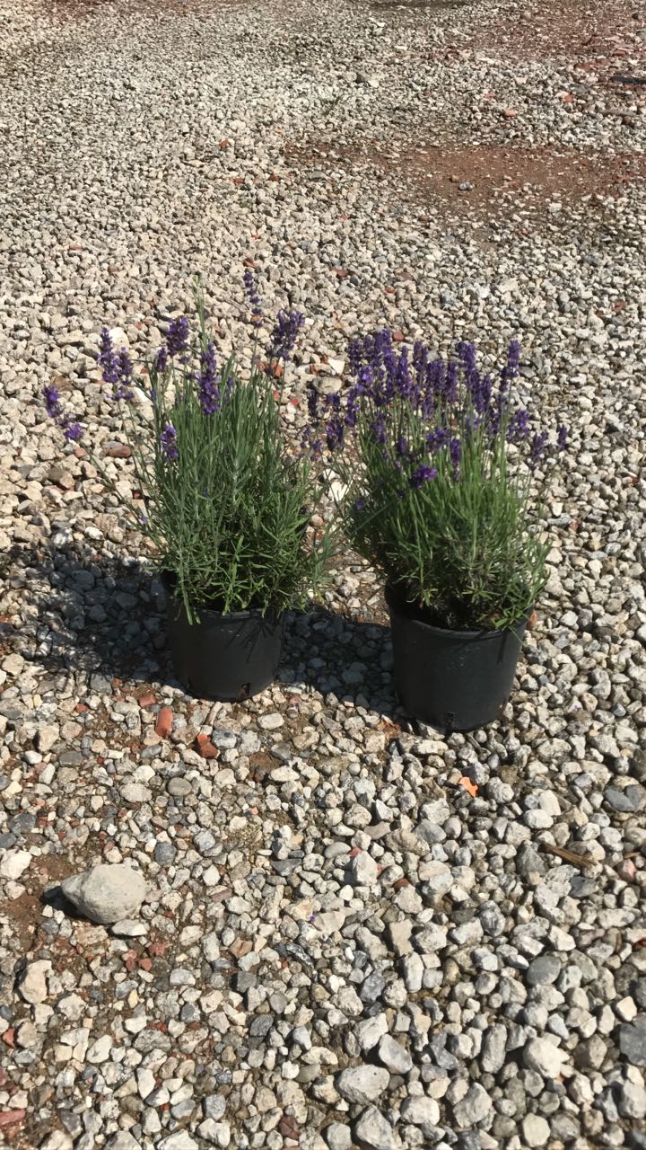 lavanda